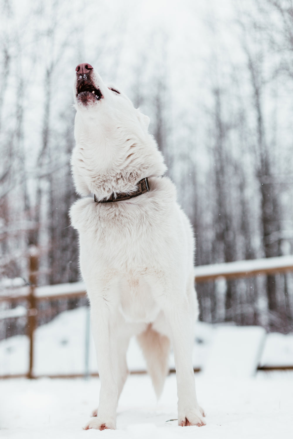 white sled dog standing on snow throws its head back into a howl