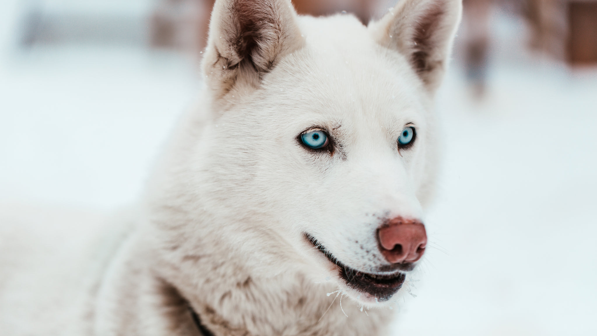 White Sled Dog With Piercing Blue Eyes