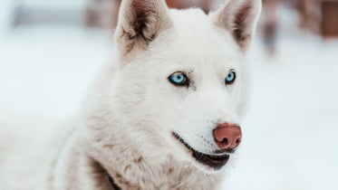 white sled dog with piercing blue eyes