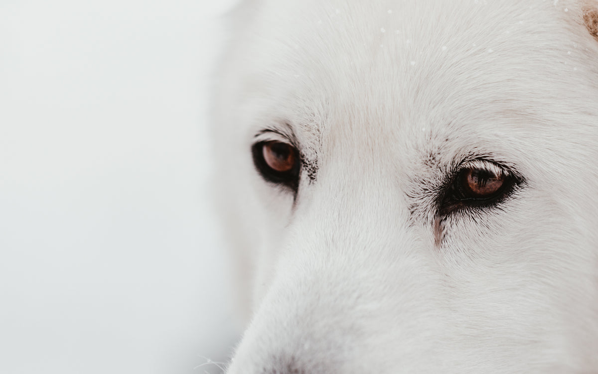 white sled dogs face camouflages with snowy backdrop
