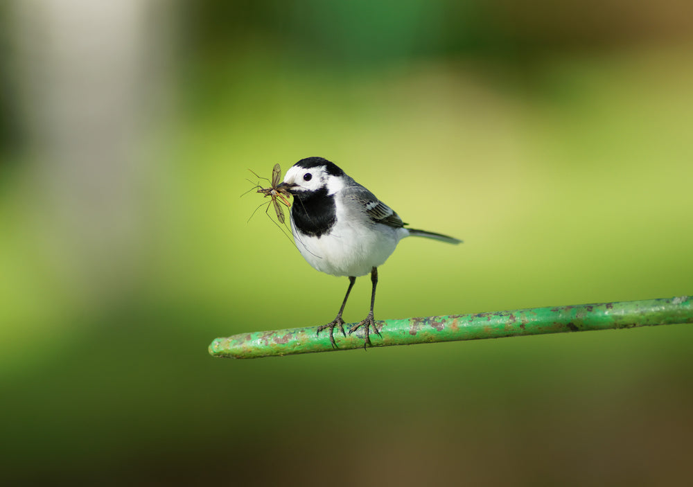 white wagtail catches an insect