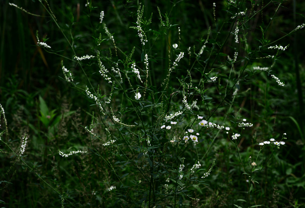 white wildflowers bloom in a lush green landscape