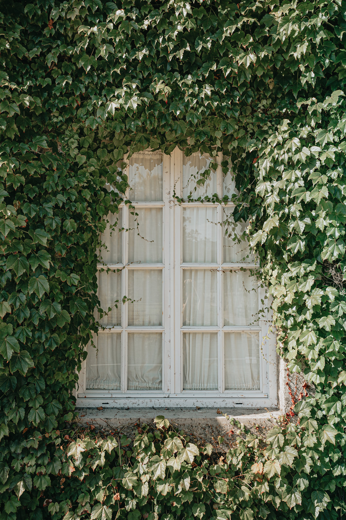 white window panes and green vines