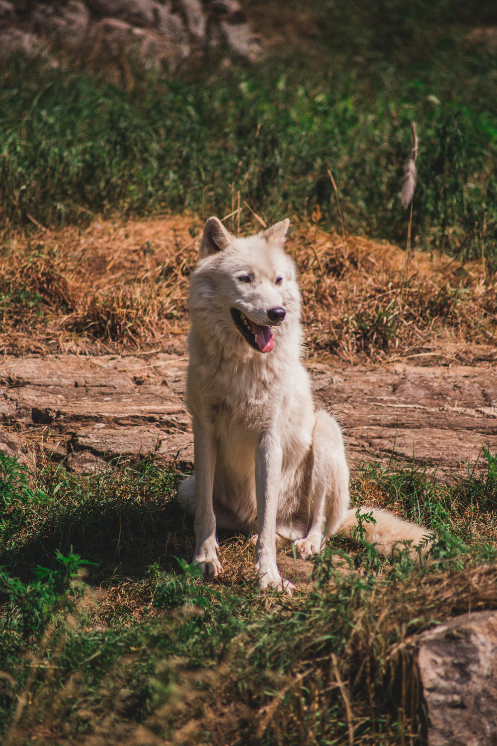 white wolf in the wild