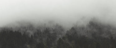wide angle forest in thick fog