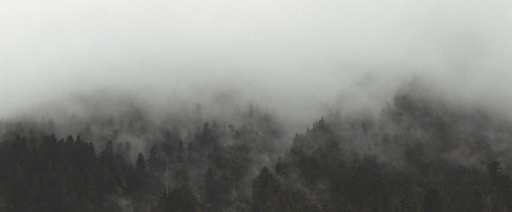 Wide Angle Forest In Thick Fog