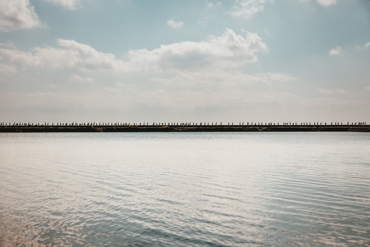 wide photo of birds lined up on pier