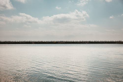 wide photo of birds lined up on pier