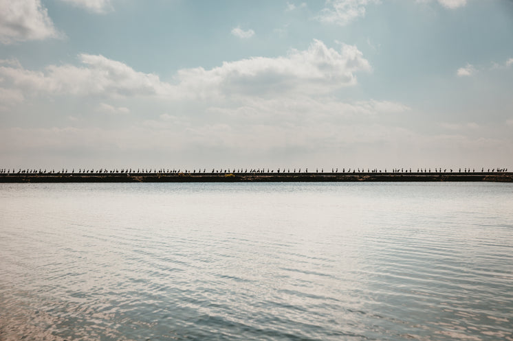 wide-photo-of-birds-lined-up-on-pier.jpg?width=746&format=pjpg&exif=0&iptc=0