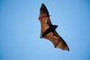 wide winged bat flies