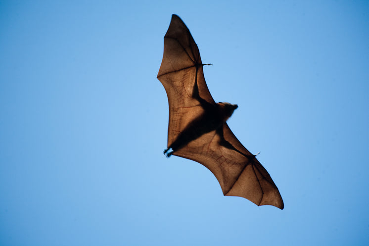 Wide Winged Bat Flies