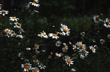 wild daisies in field
