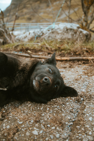 wild dog with bright eyes