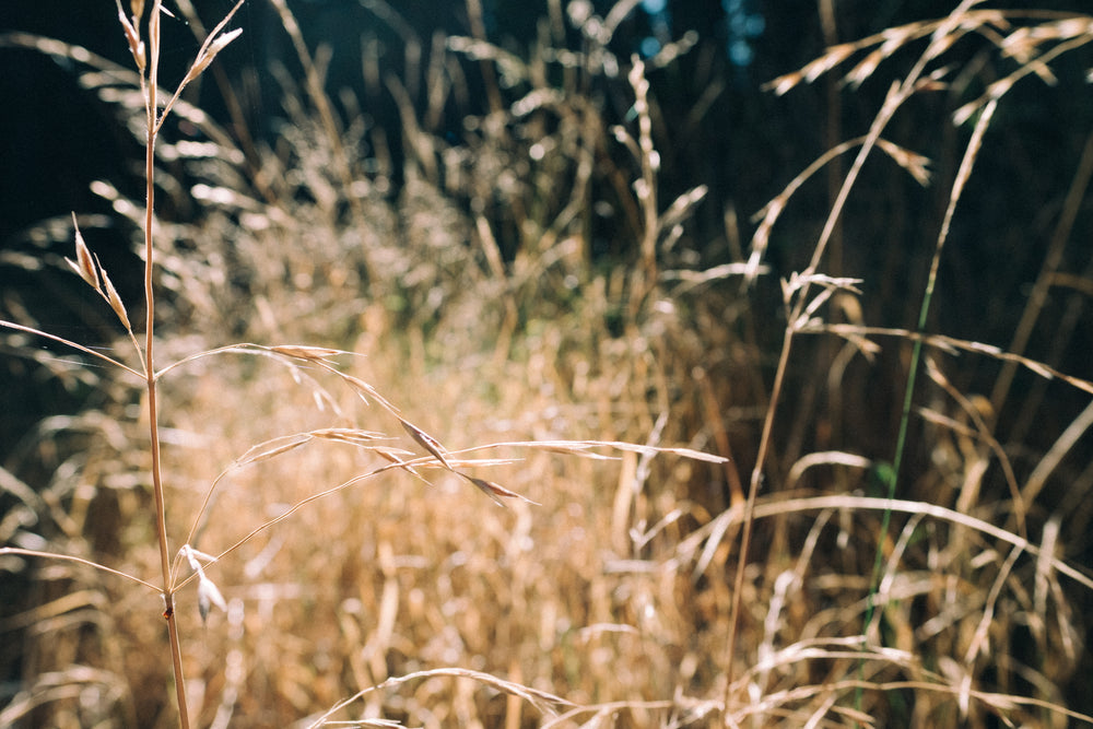 wild grass going to seed