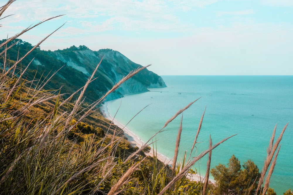 wild grass on an ocean coastal range