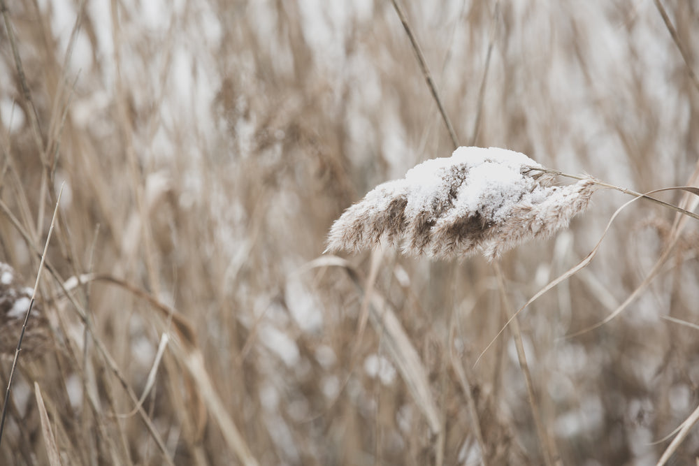 wild grass with snow