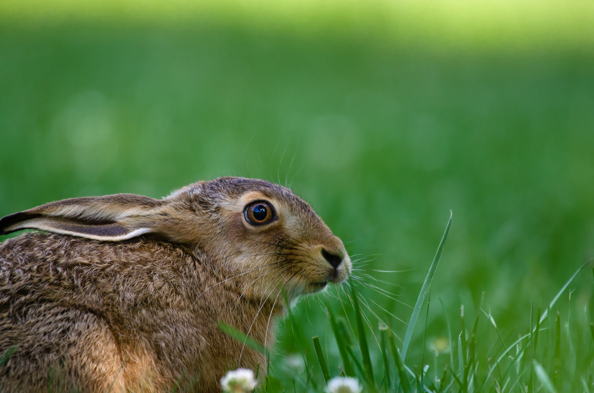 wild hare found in a field