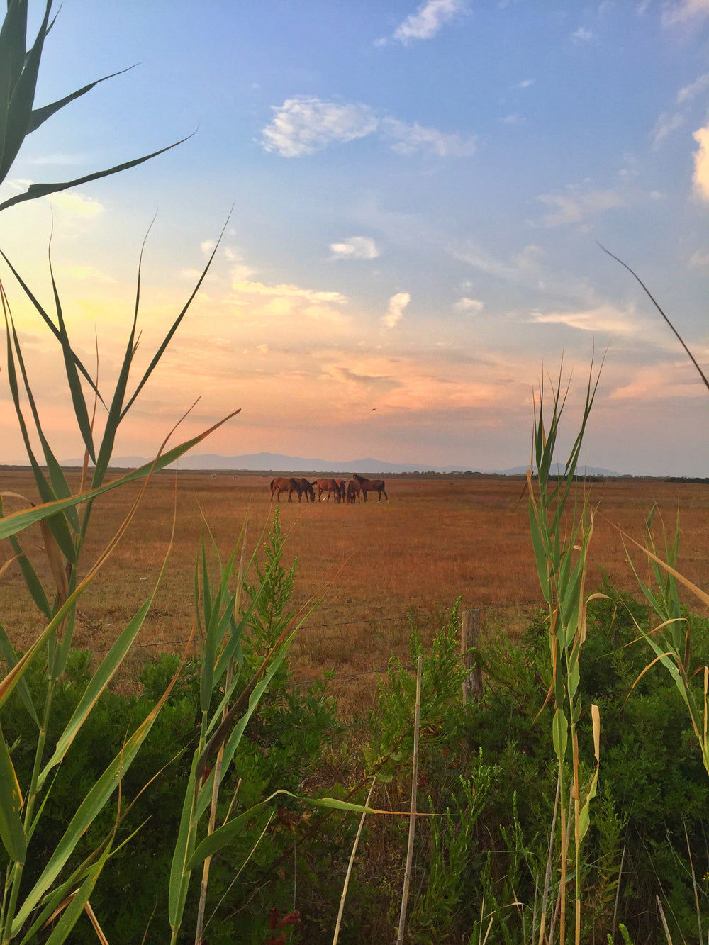 wild horses