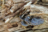 wild mushrooms growing on wood