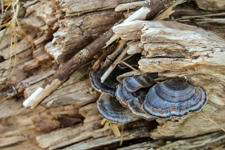 https://burst.shopifycdn.com/photos/wild-mushrooms-growing-on-wood.jpg?width=746&format=pjpg&exif=0&iptc=0