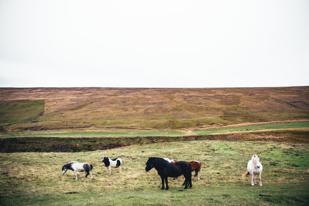 wild ponies grazing