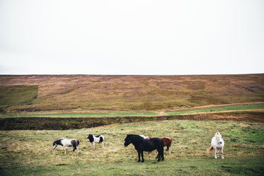 Free Wild Ponies Grazing Photo — High Res Pictures