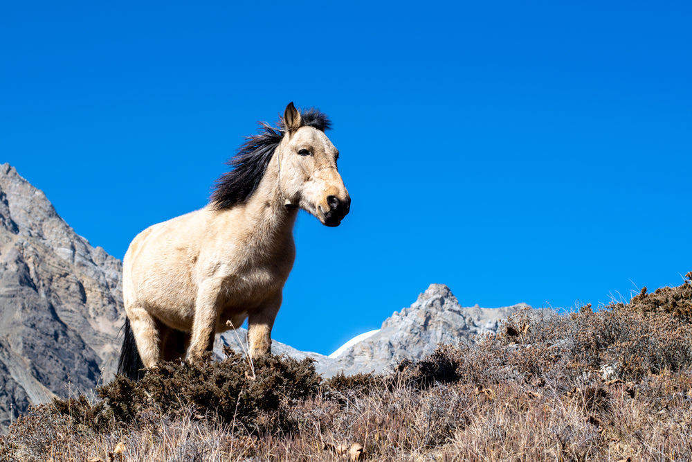 wild pony