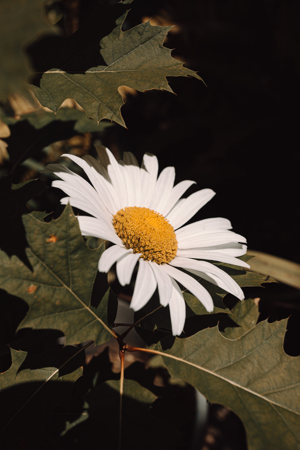 wild white daisy with green leaves