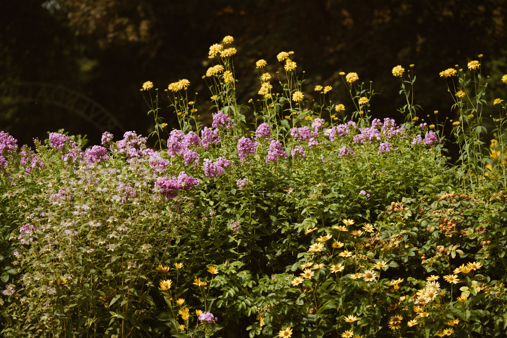 wildflower bushes