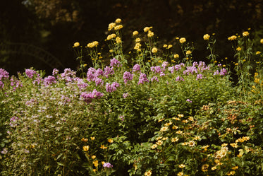 wildflower bushes