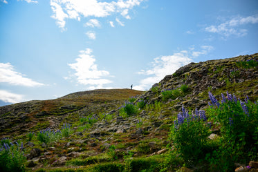 wildflowers, hillsides, and hiker