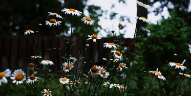 wildflowers reach for sun