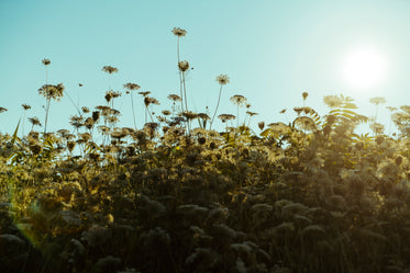 wildflowers reaching for sun