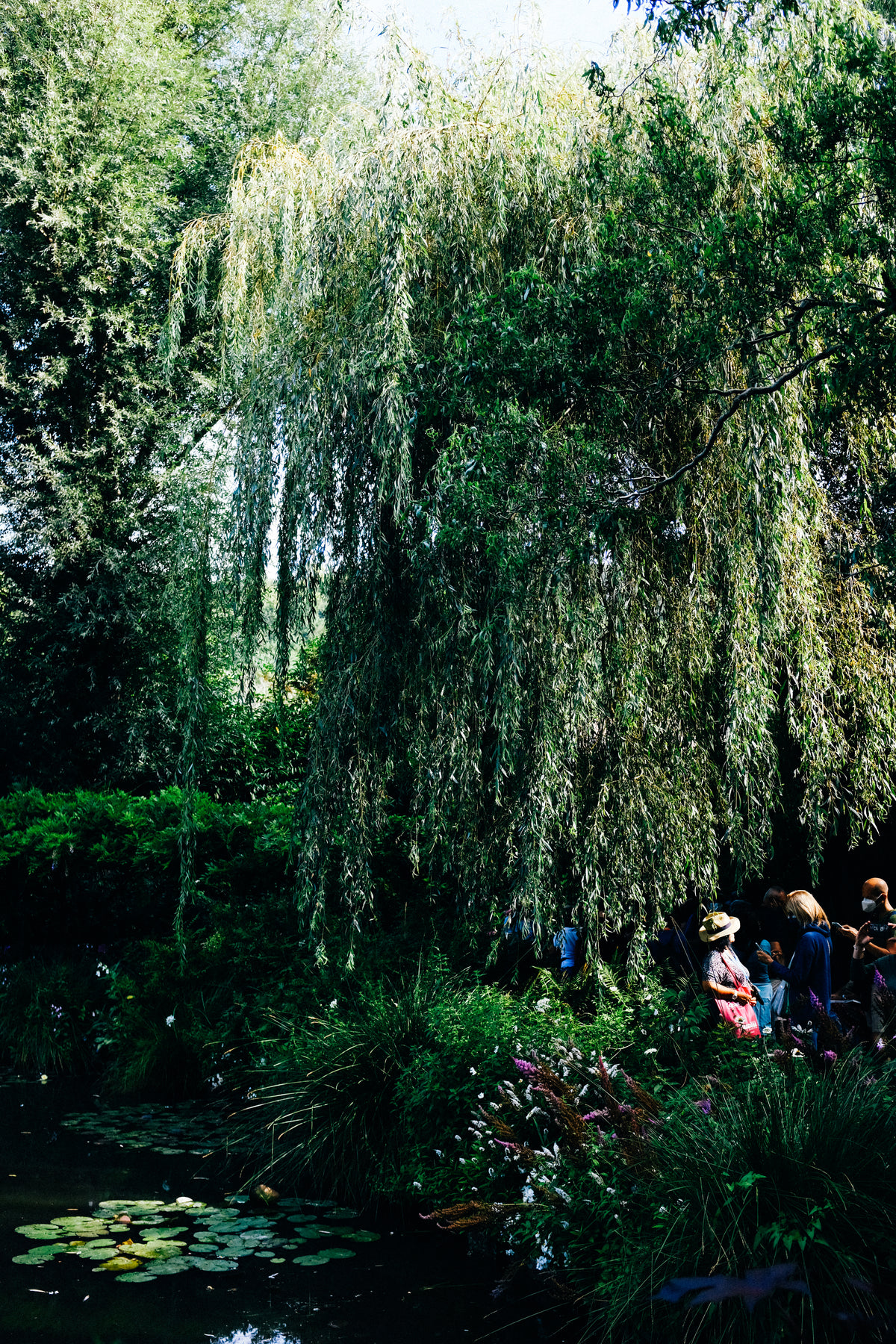 willow tree in marsh with people standing under it