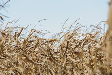 wind blowing cornfield