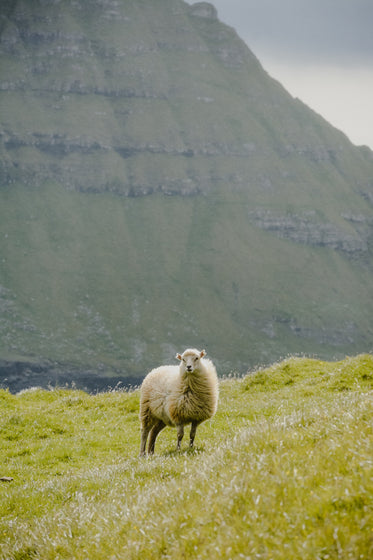 wind blown sheep stands in shadow of towering mountain