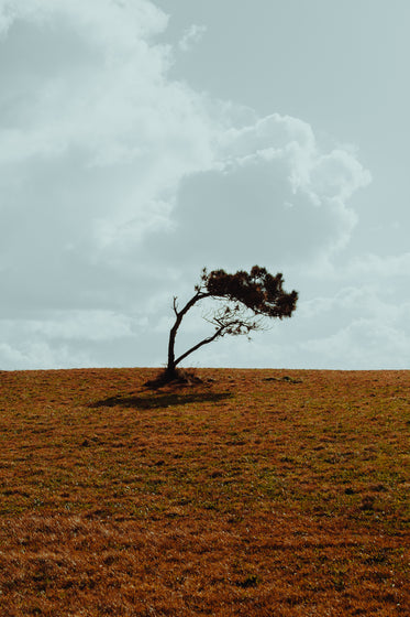 wind-blown tree