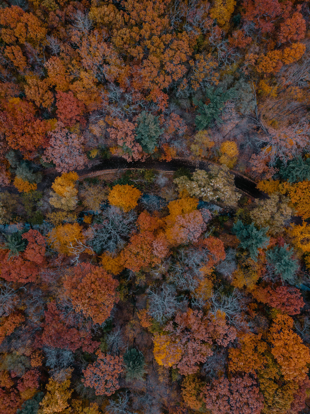 蜿蜒的道路上覆盖着秋天的树木