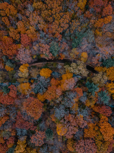 winding road covered in autumn trees