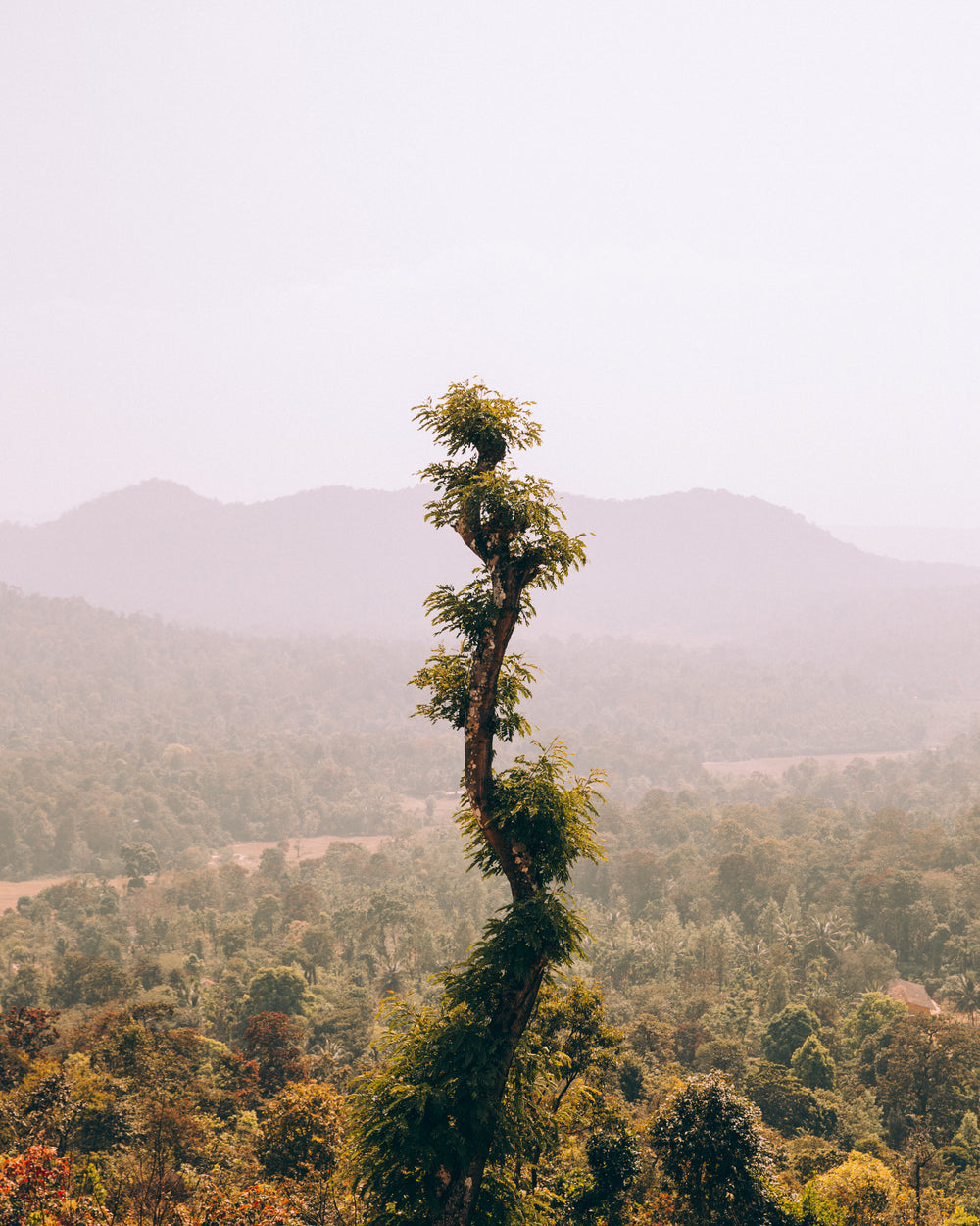 winding tree towers over landscape