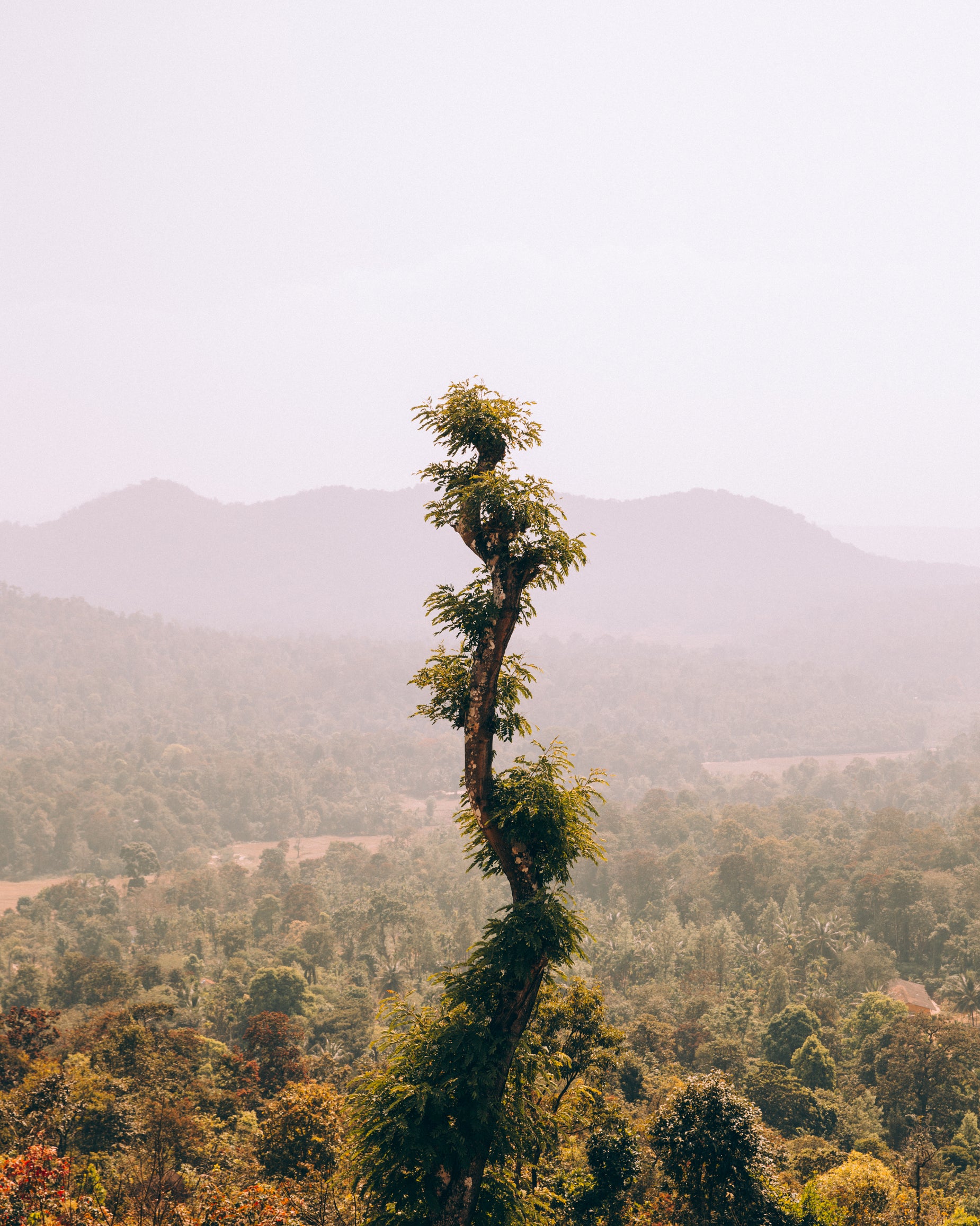 Browse Free HD Images of Winding Tree Towers Over Landscape
