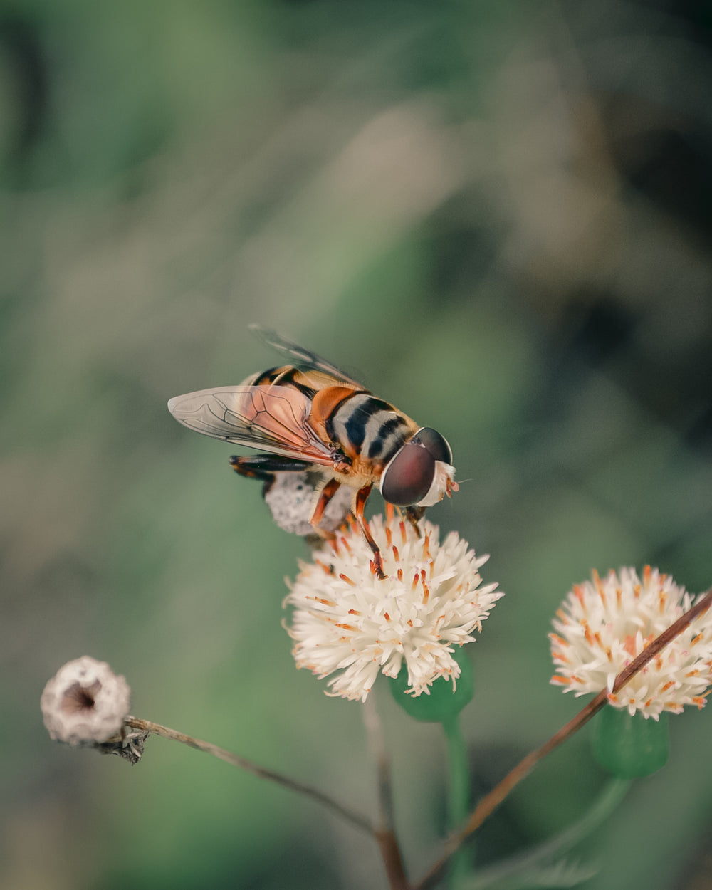 winged insect sits on top of a small white flower