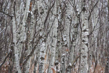 winter birch forest