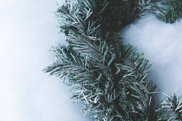 winter greens with snow