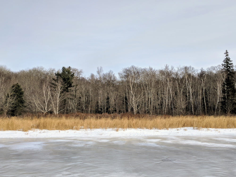 winter in northern landscape