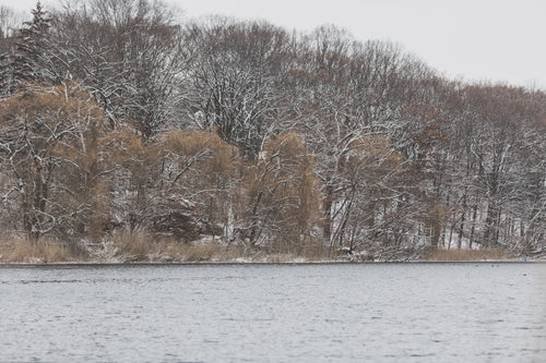 winter riverbank trees