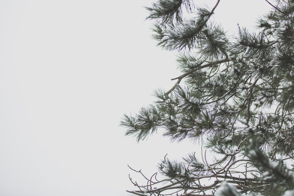 winter sky and pine tree