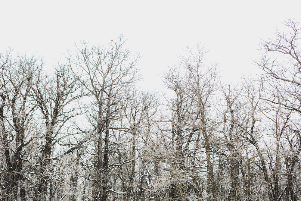 winter sky and trees