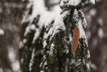 winter snow covered pine cone