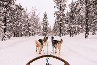 winter view from a dog sled